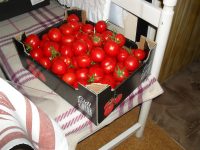 deväť kilo paradajok